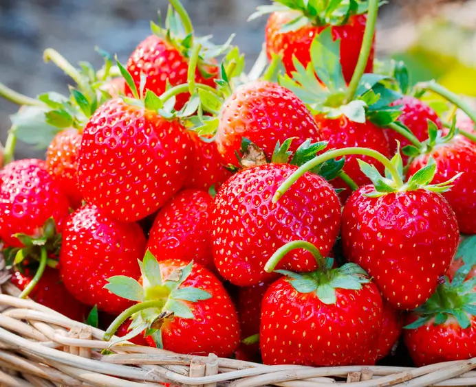 Joytopping Fraise