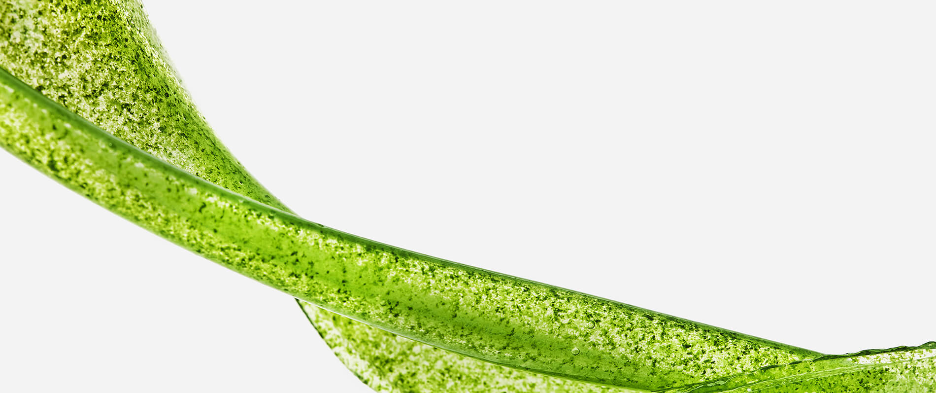 Sosa - Panna Négoce