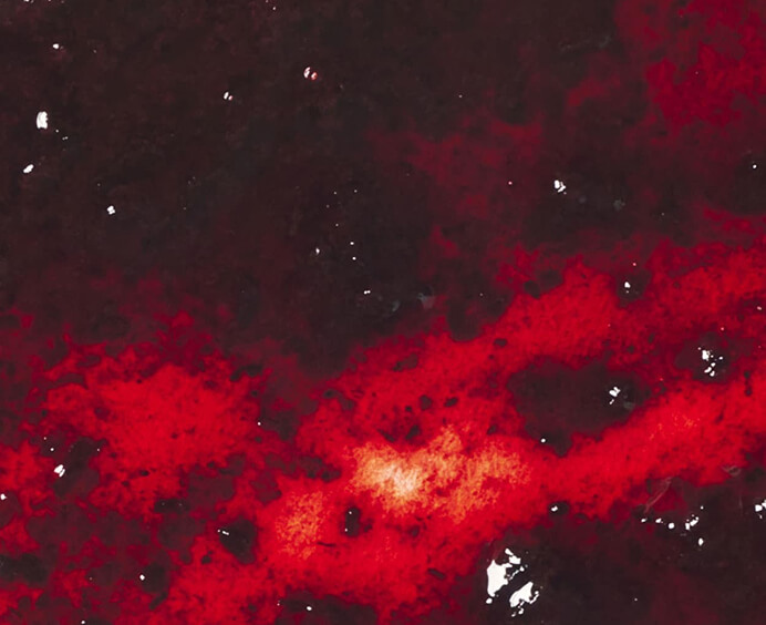 Purée de myrtille sauvage surgelée Adamance